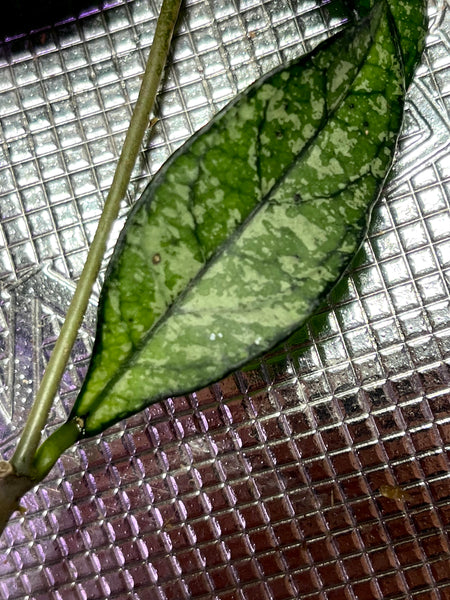 Free addon - Hoya crassipetiolata splash  - fresh cut 1 node -  Unrooted