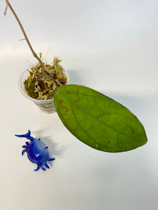 Hoya PMP 176 - joy x Jennifer - rooted