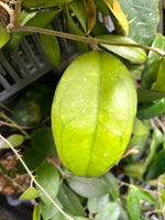 Hoya sp borneo round leaf epc 953 - fresh cut 1 node/ 1 leaf Unrooted 1 node