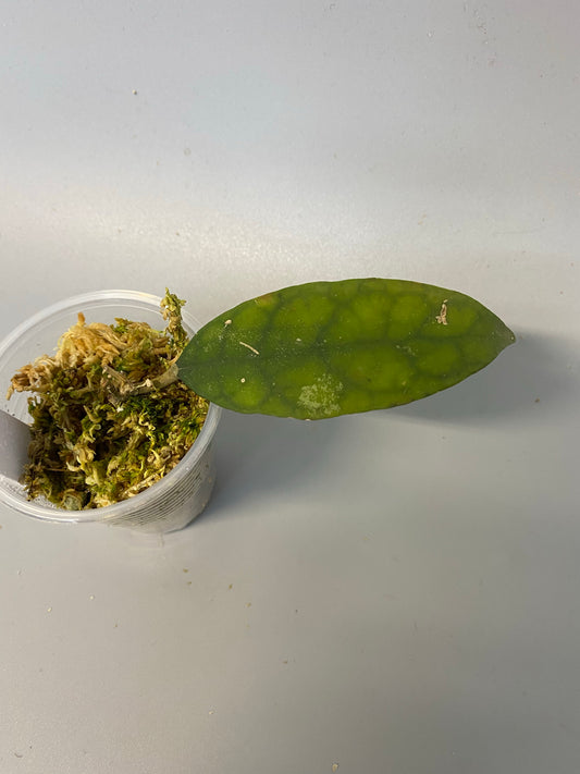 Reserve for planthappy- Hoya corneri / SR2012-17 - growth point emerging