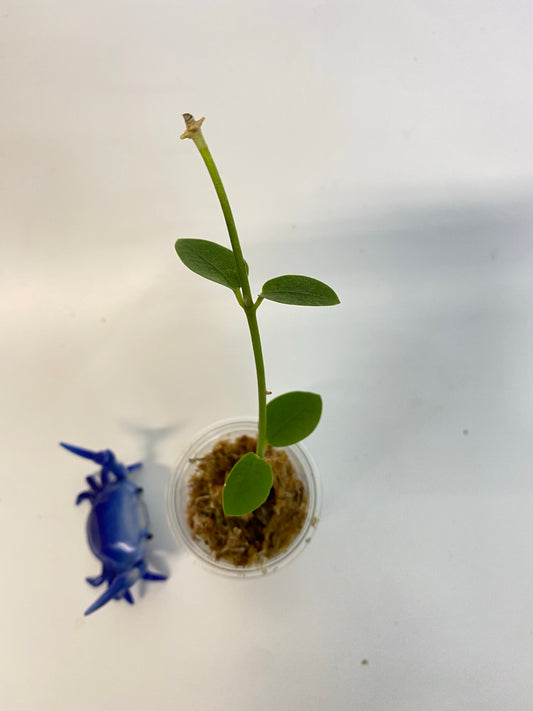 Hoya cumingiana - unrooted