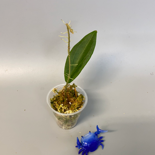 Hoya benguetensis - starting to root