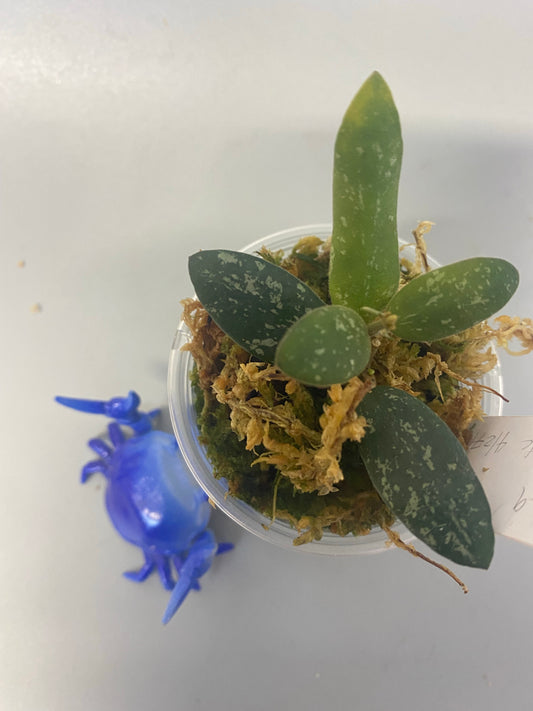 Hoya VL9 - has roots