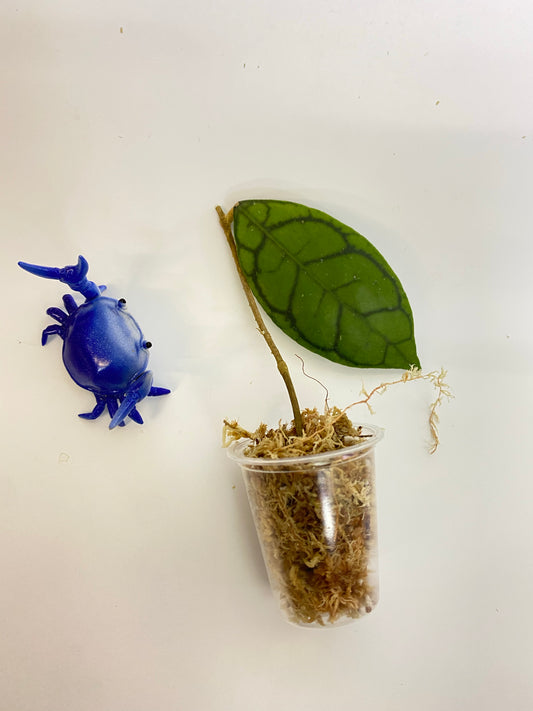 Hoya callistophylla short leaf - starting to root