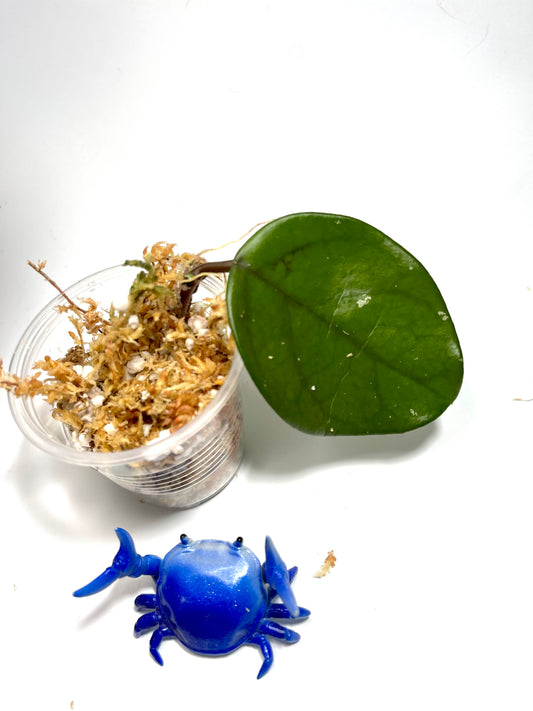 Hoya pubicalyx x fungii - Unrooted