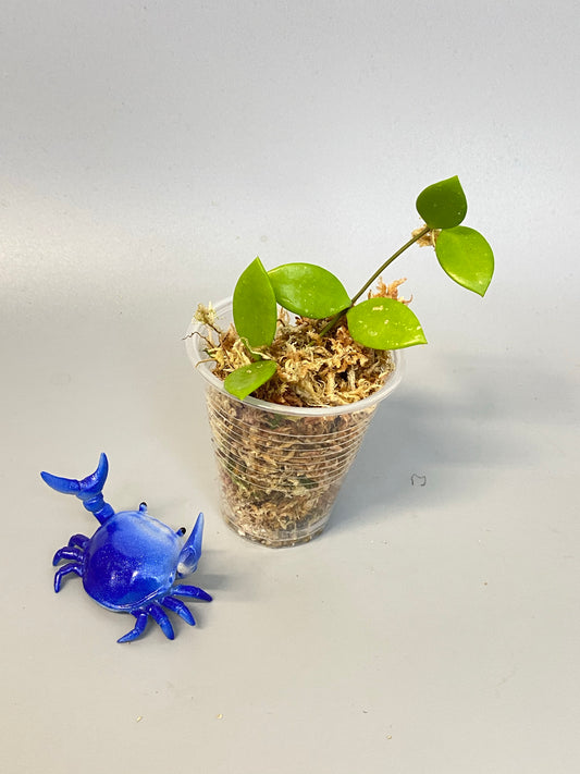 Hoya picta - barely starting to root