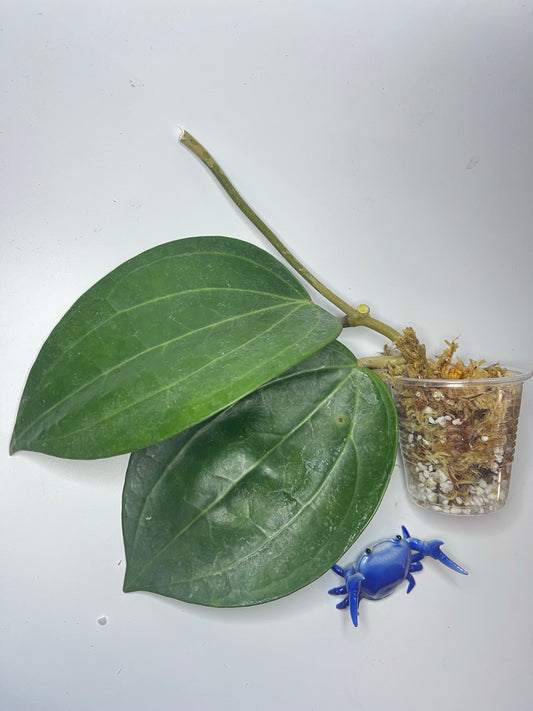 Hoya Latifolia dinner plate - Unrooted