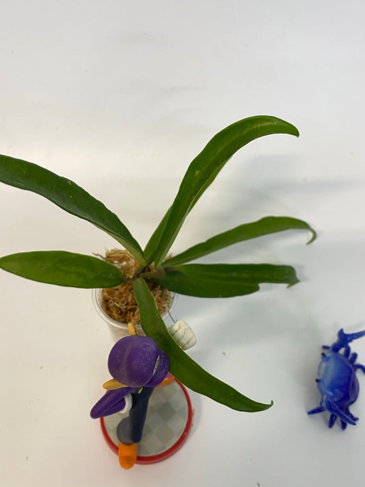 Hoya ‘minibelle’ sheperdii x carnosa - unrooted