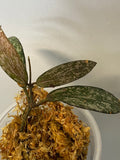 Hoya sigillatis - actively growing