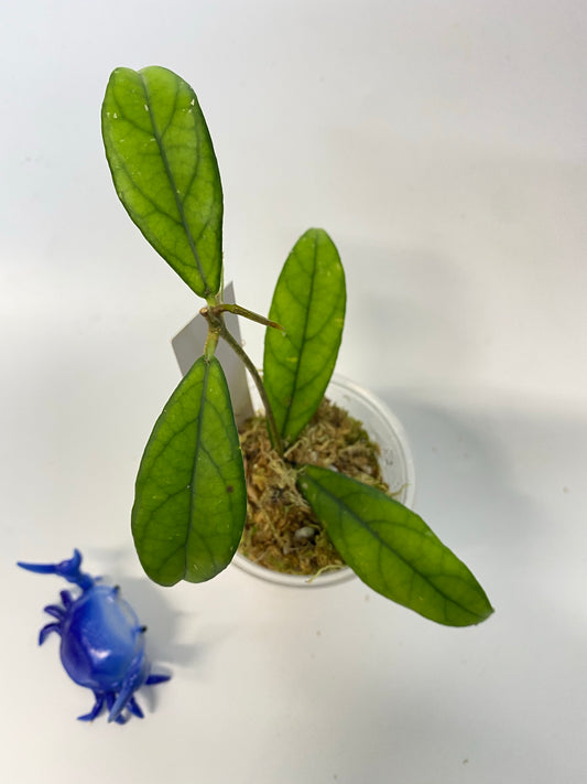 Reserved for kimberlee - Hoya crassipetiolata - active growth