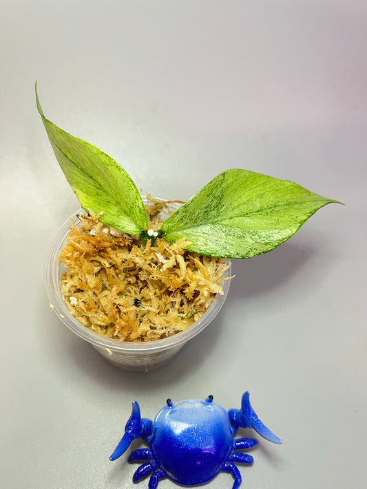 Hoya polyneura silver - fresh cut 1 node - Unrooted