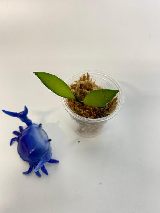 Hoya Davidcummingii - starting to root free addon