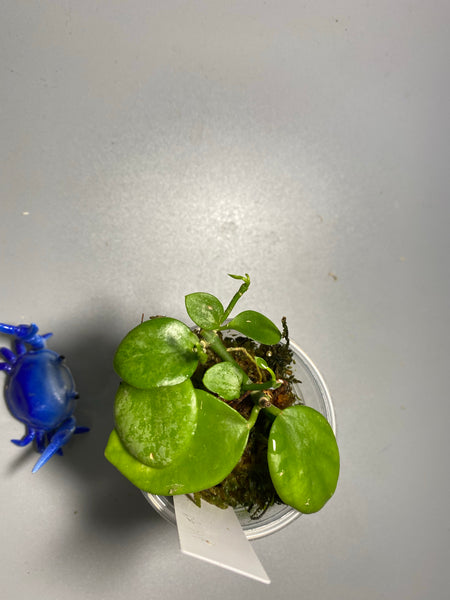 Hoya biakensis splash - active growth