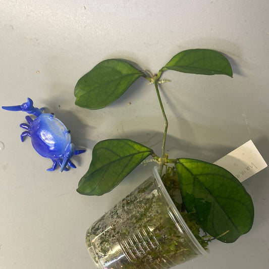 Hoya hainanensis - has roots