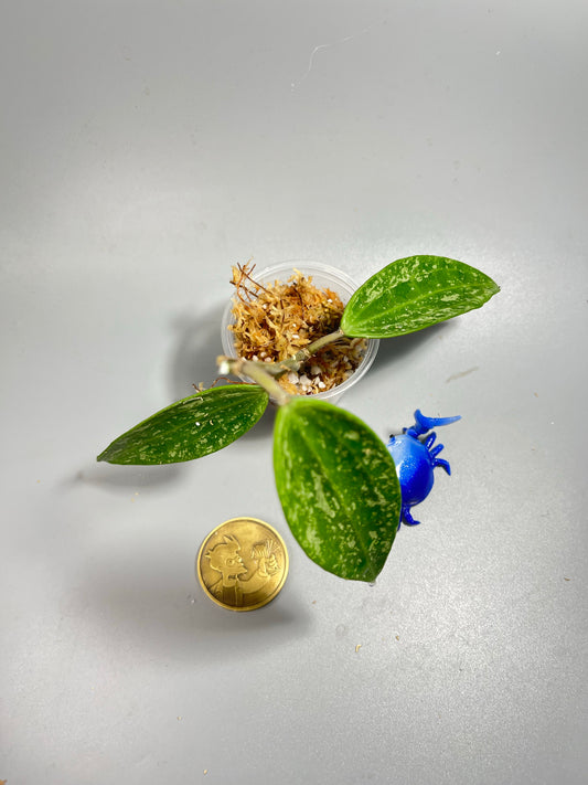 Hoya rangsan - Unrooted