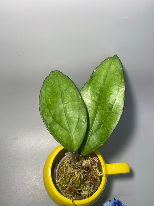 Hoya PMP 176 - joy - new growth