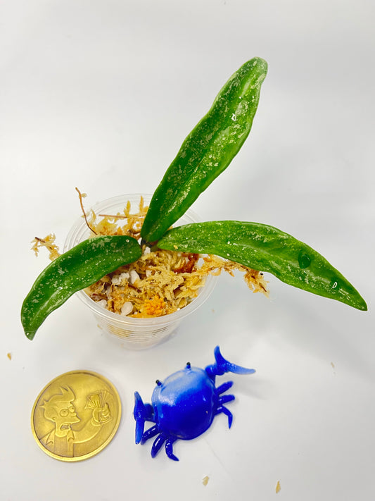 Hoya ‘minibelle’ splash - Unrooted