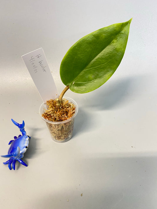 Hoya bicolor - unrooted