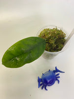 Hoya cystiantha - growth forming