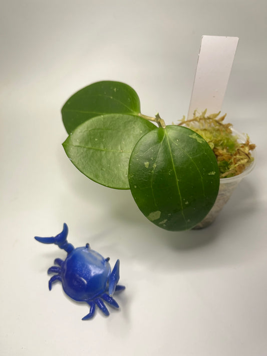 Hoya BP02 - starting to root