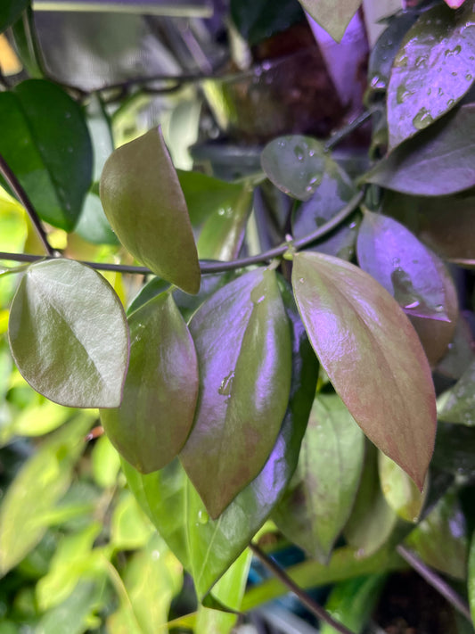 Hoya collina - fresh cut - 1 node - unrooted