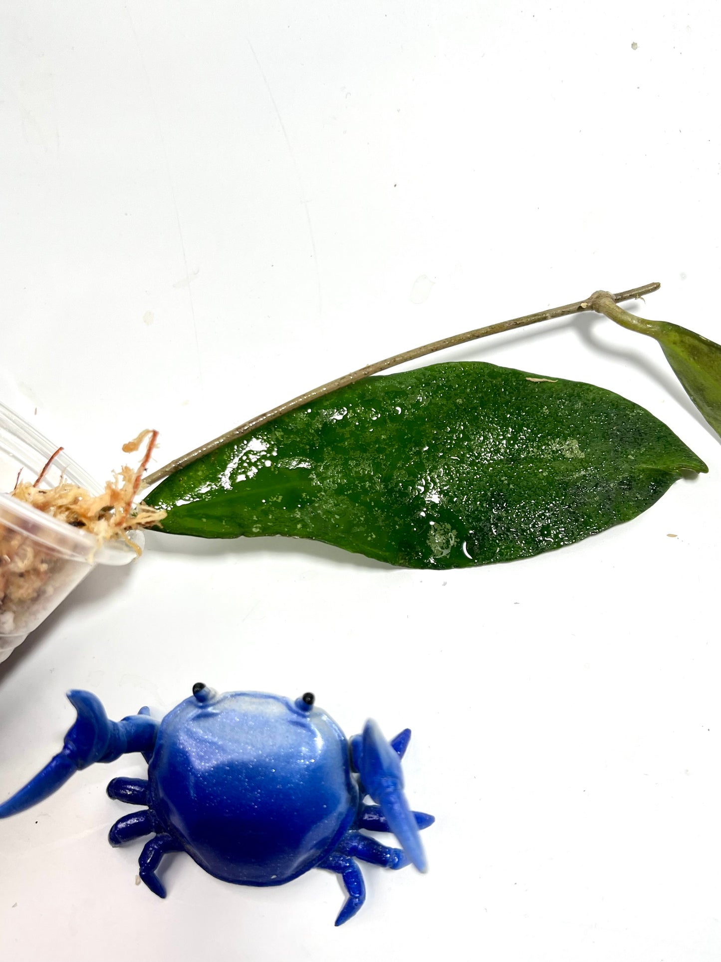 Hoya corneri - Unrooted