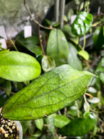 Hoya alyona - fresh cut 1 leaf / 1 node - Unrooted