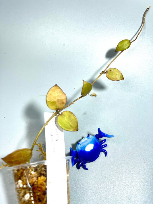 Hoya lacunosa Indonesia  - Unrooted