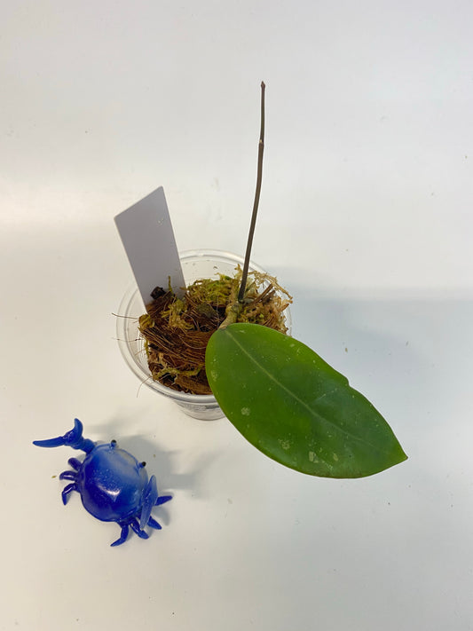 Hoya EPC 301 black leaf - has some roots