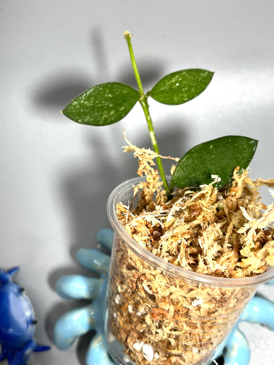 Hoya nummularoides with some splash  - Unrooted