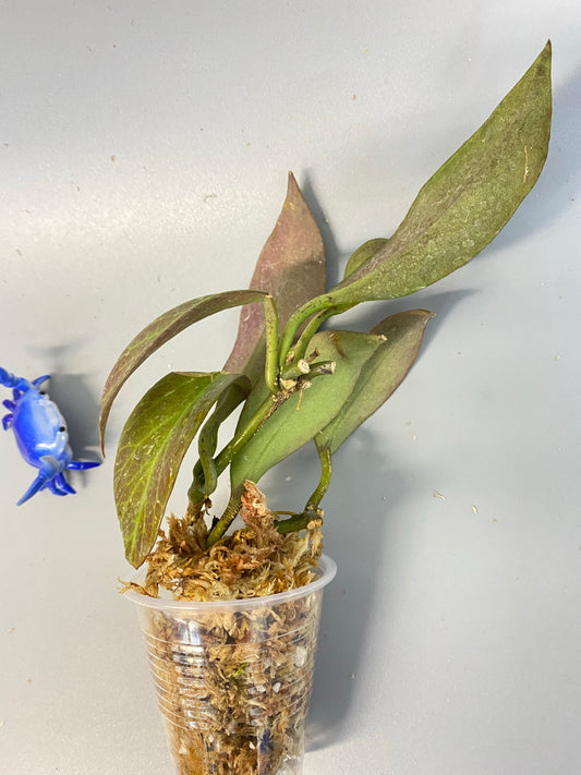 Hoya sunrise - starting to grow