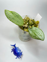 Hoya Silver lady (xiaojie 003) - has roots