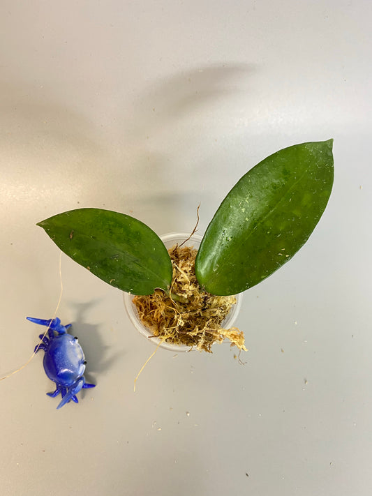 Hoya pottsii - unrooted