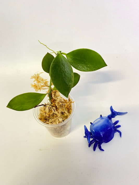 Hoya collina - unrooted