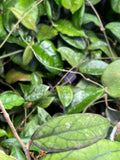 Hoya cv larisa splash  - fresh cut 1 node / 1 leaf