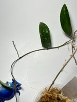 Hoya phuwuaensis - Unrooted