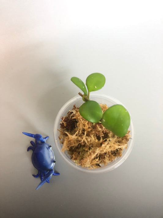 Hoya heuschkeliana - starting to root