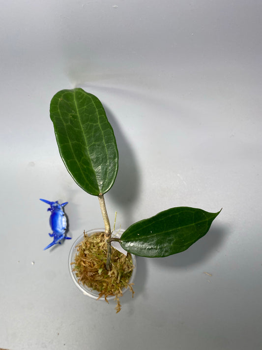 Hoya clandestina pink - has roots