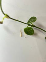 Hoya serpens splash - Unrooted