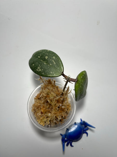 Hoya aff Verticillata vietnam  -  unrooted
