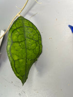 Hoya Finlaysonii Big leaf - has roots.