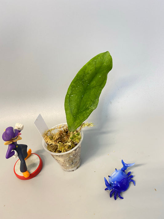 Hoya perak teddy bear / peninsularis - starting to root