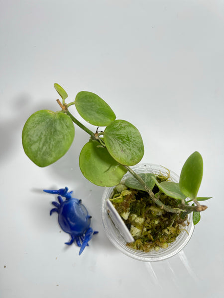 Hoya biakensis - has some roots