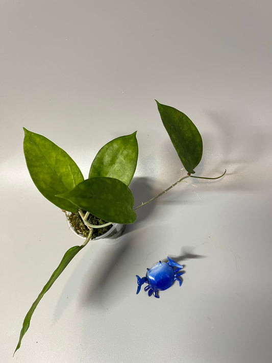 Hoya surisa (nicholsoniae x cv golden eye) - has roots