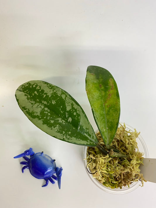 Hoya AH-074 silver clone- has some roots