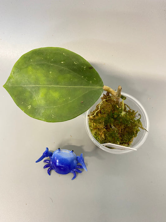 Hoya BP01 - growth point forming