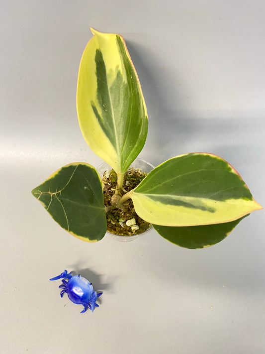 Hoya pachyclada variegated - has roots