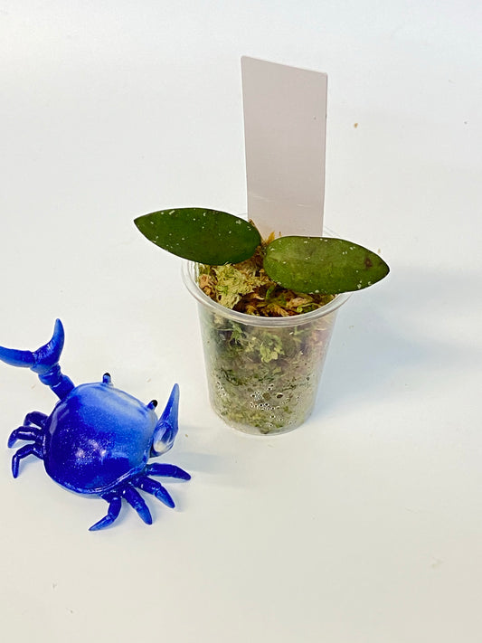 Hoya sigillatis alas river - starting to root