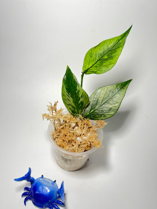 Hoya polyneura splash - Unrooted