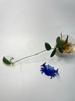 Hoya Lyi - has roots